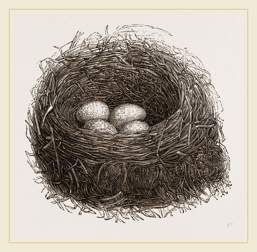 Detail of Nest of Blackbird by Anonymous