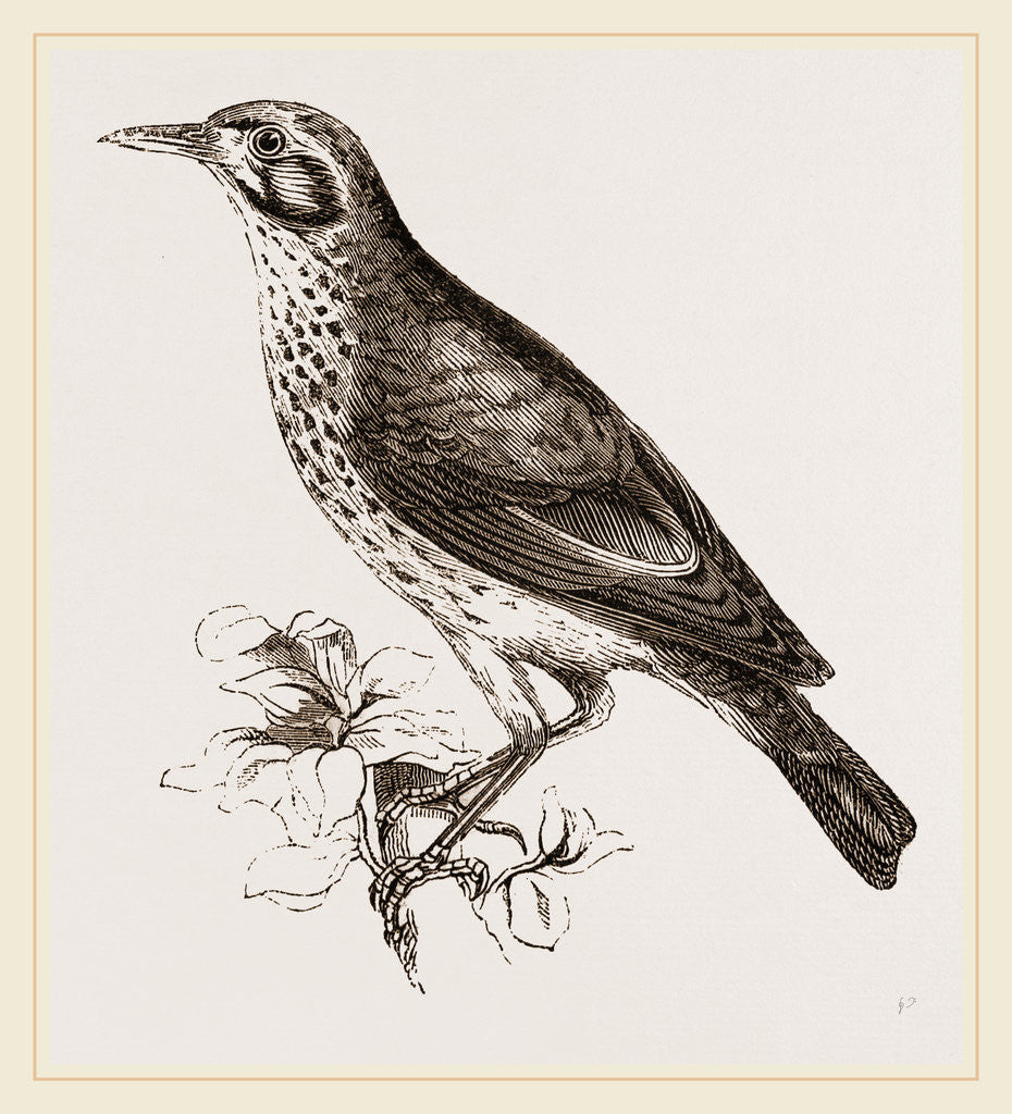 Detail of Ground scraping Thrush by Anonymous