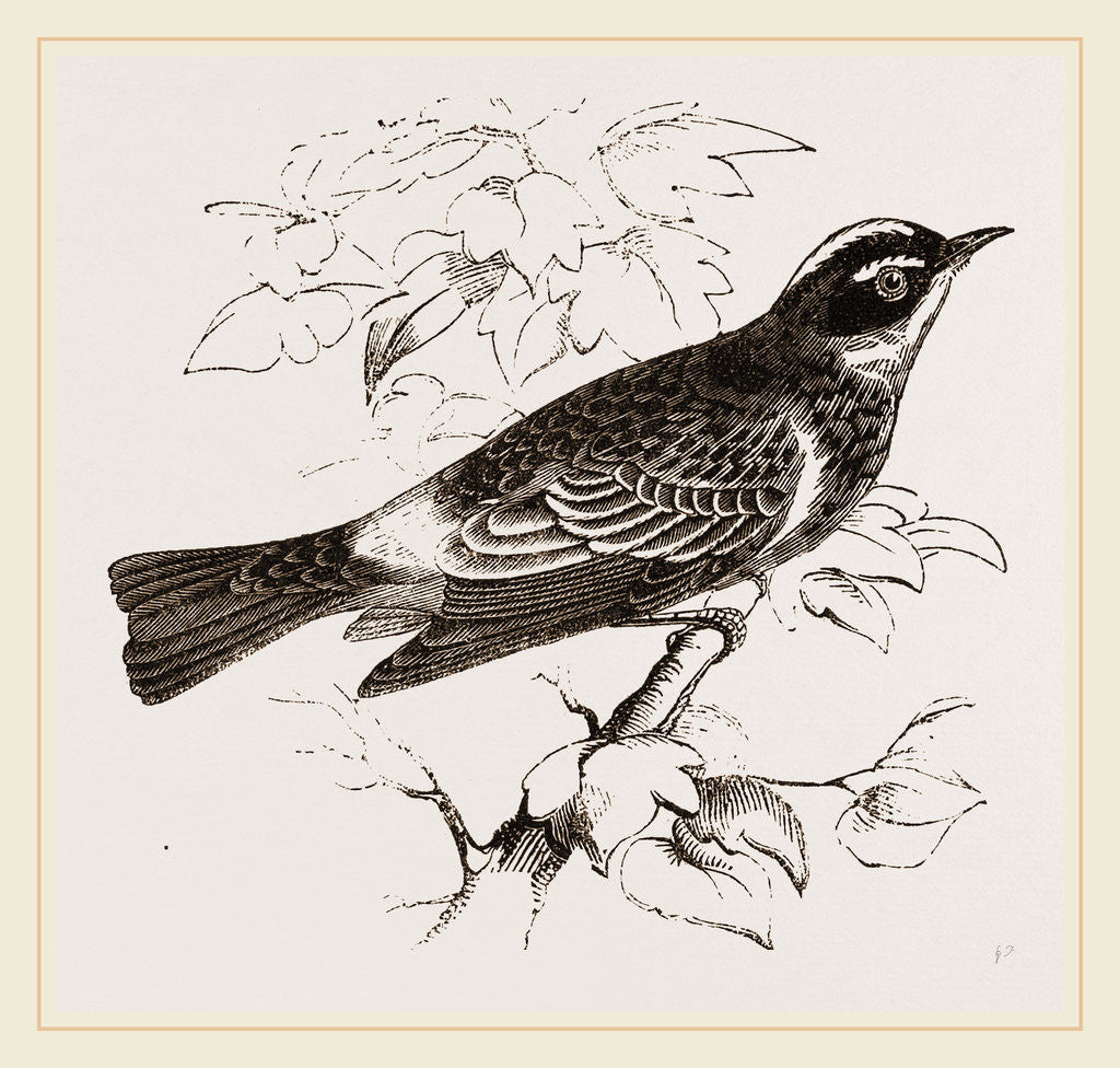 Detail of Yellow crowned Warbler by Anonymous