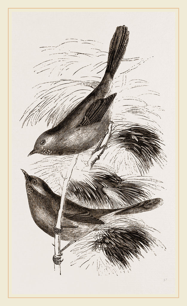 Detail of Dartford Warblers by Anonymous
