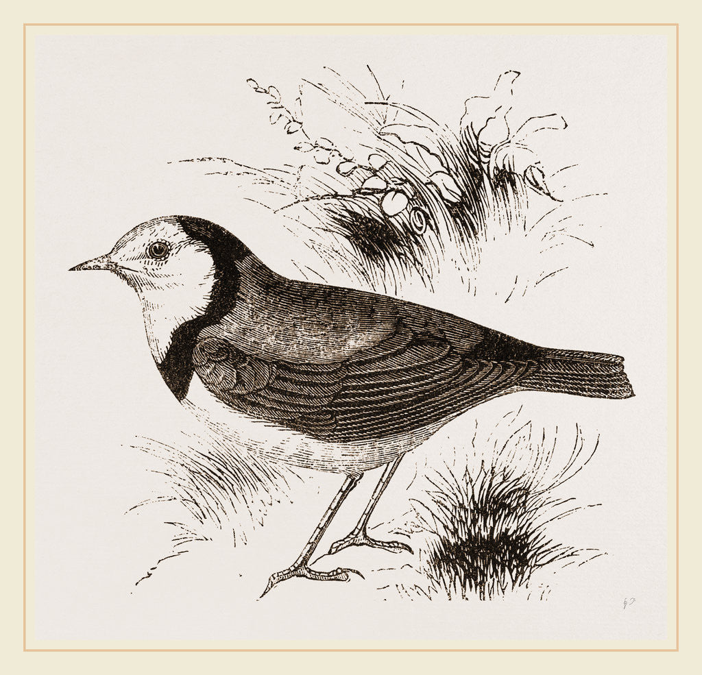 Detail of White fronted Ephthianura by Anonymous