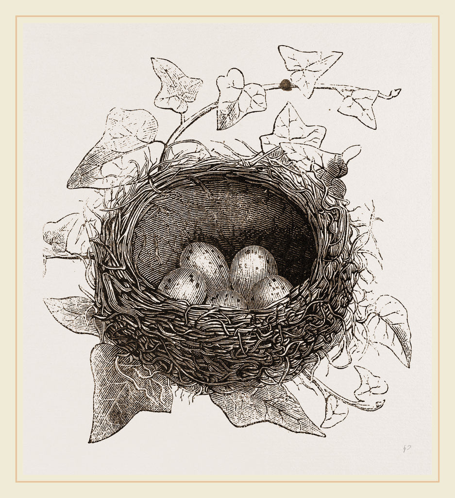 Detail of Nest of Song-Thrush by Anonymous