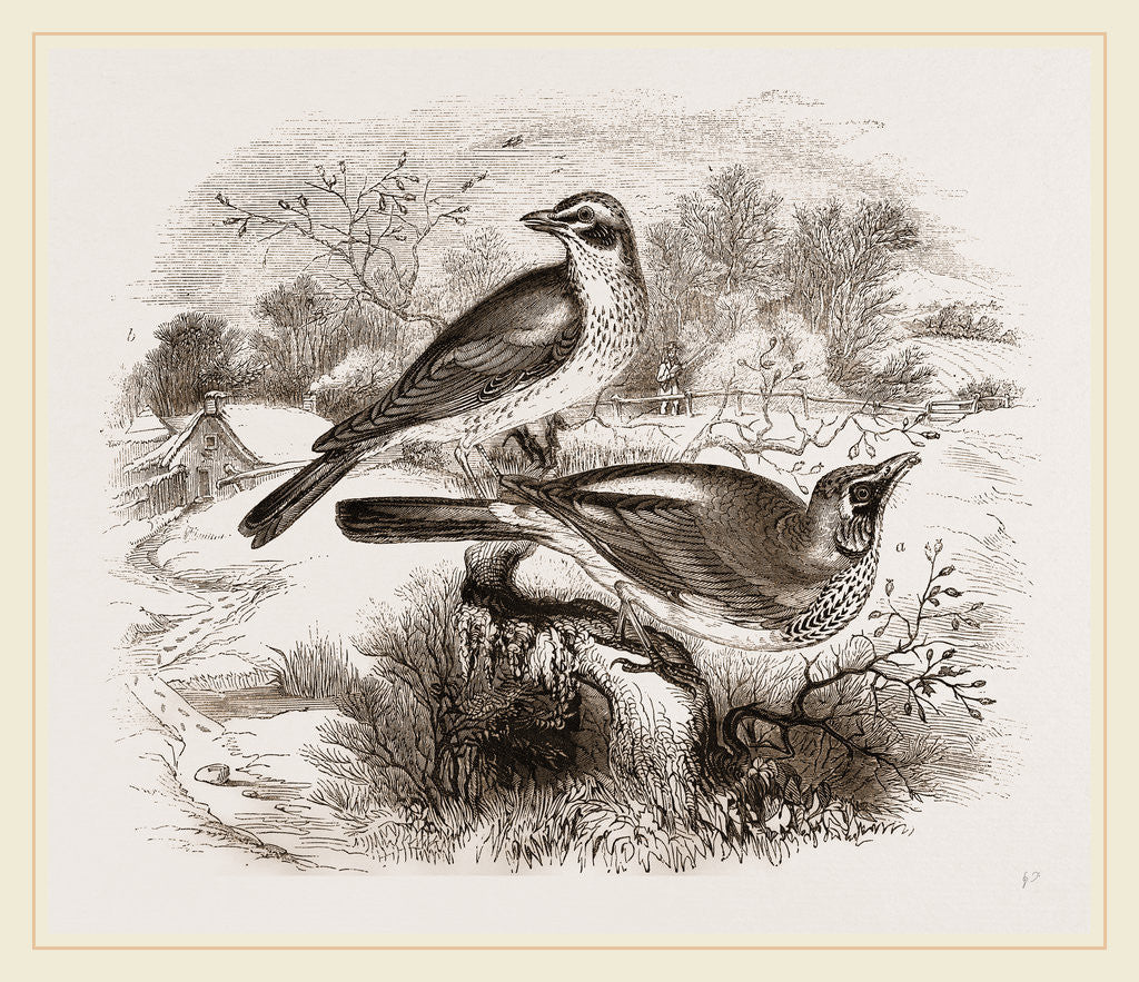 Detail of Fieldfare, Redwing by Anonymous