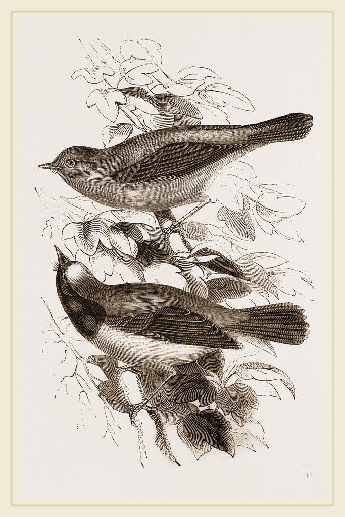 Detail of Redstarts by Anonymous