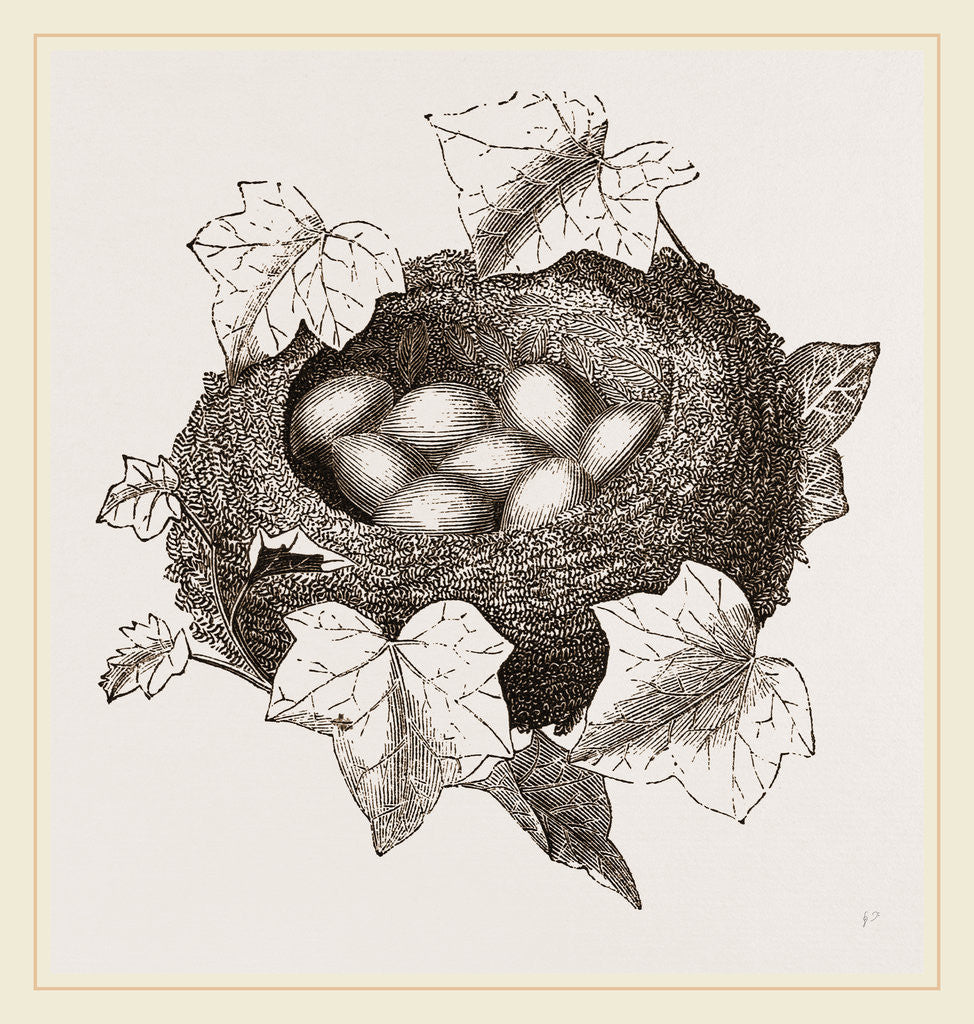 Detail of Nest of Golden-Crested Wren by Anonymous