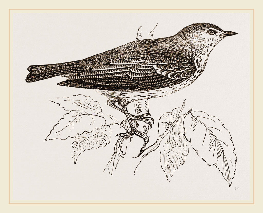 Detail of Tree Pipit by Anonymous