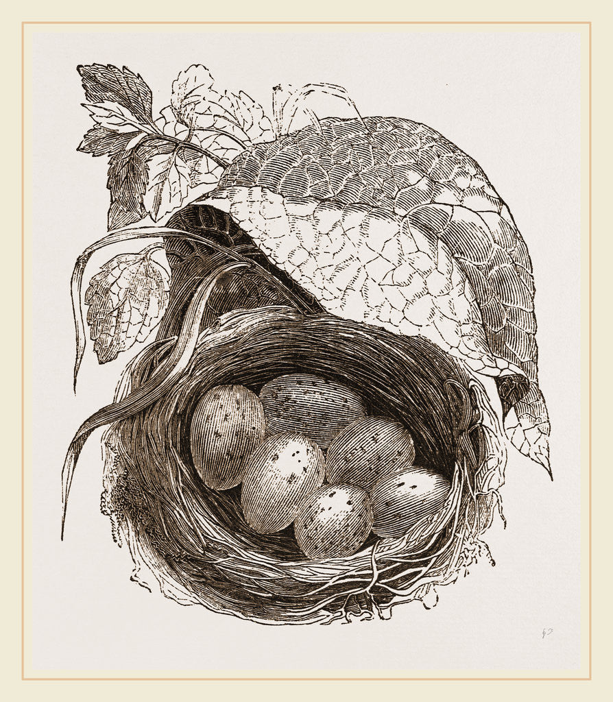 Detail of Nest of Redbreast by Anonymous