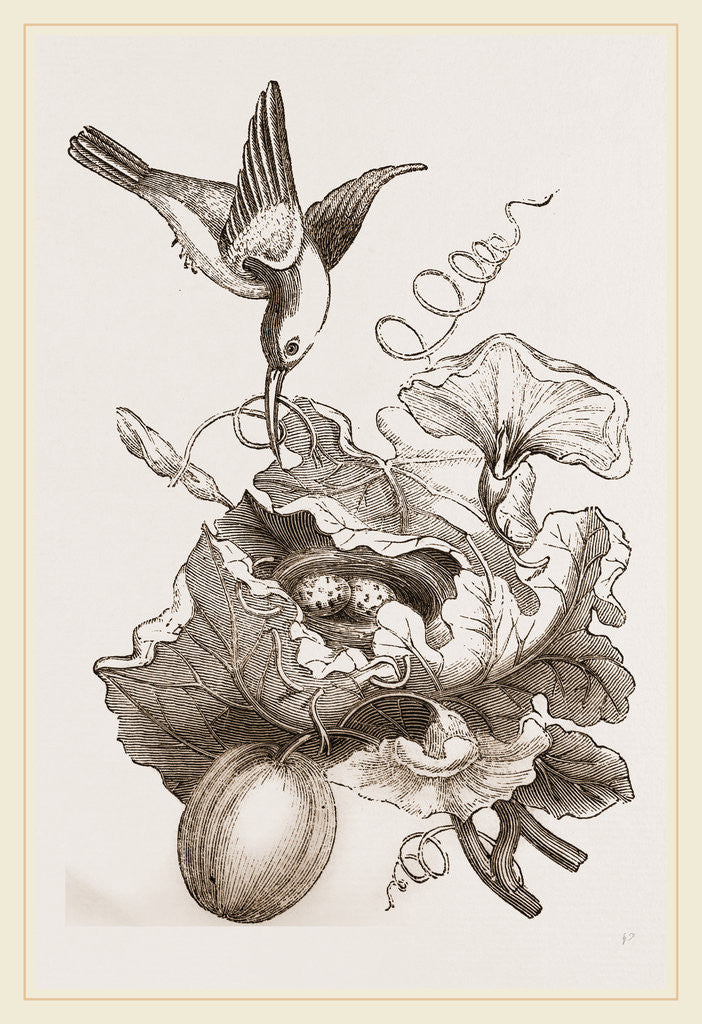 Detail of Female Tailor-Bird and Nest by Anonymous
