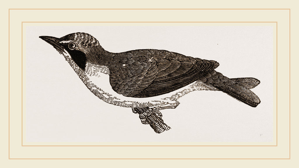 Detail of Kentucky Warbler by Anonymous