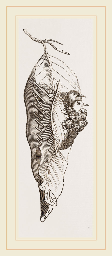 Detail of Nest of Tailor-Bird by Anonymous