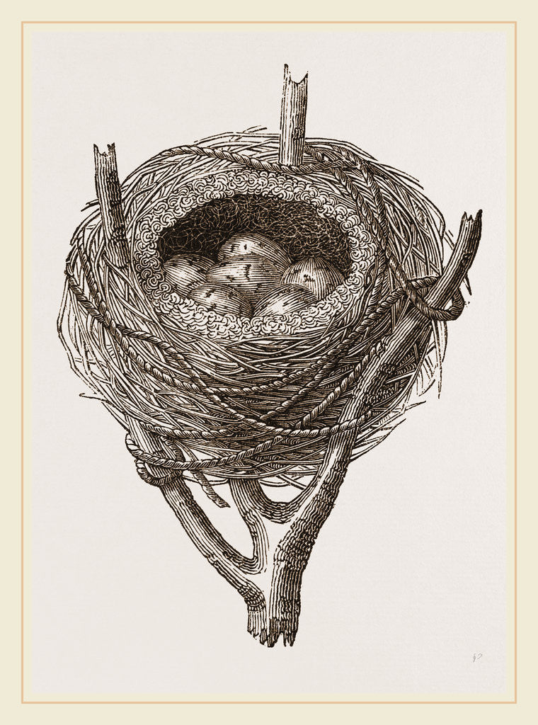 Detail of Nest of Sedge-Warbler by Anonymous