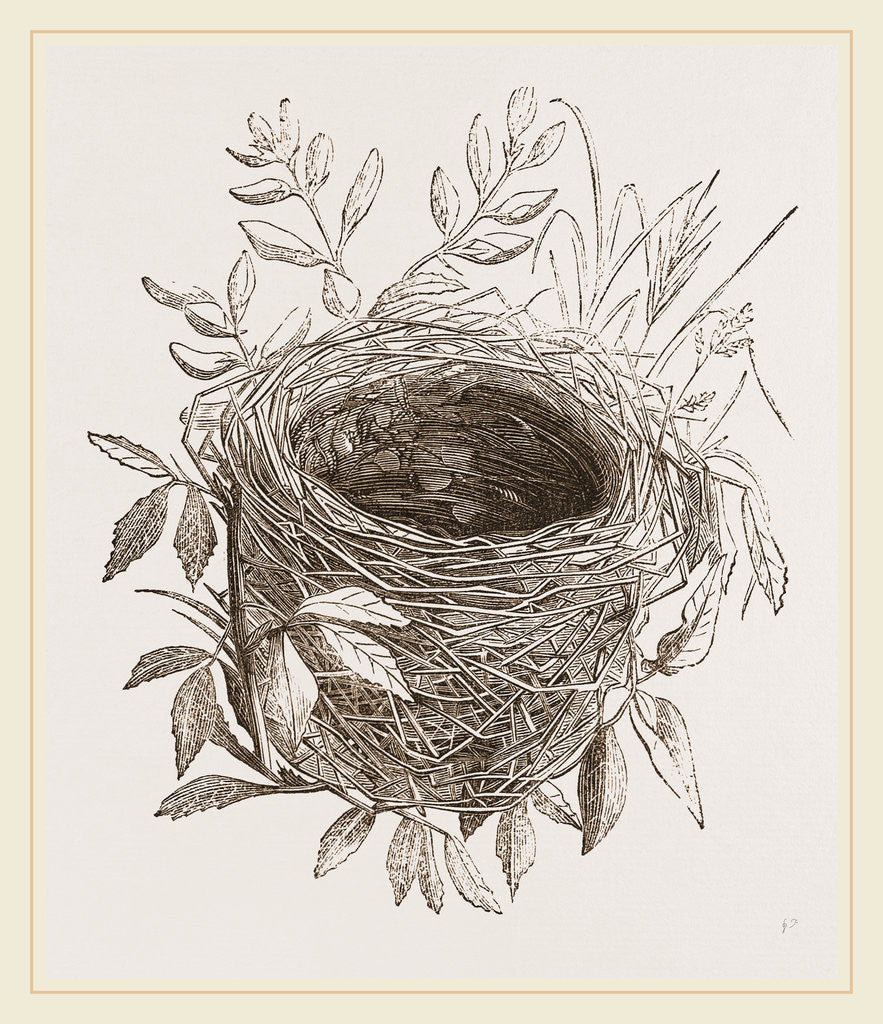 Detail of Nest of Sedge-Warbler by Anonymous