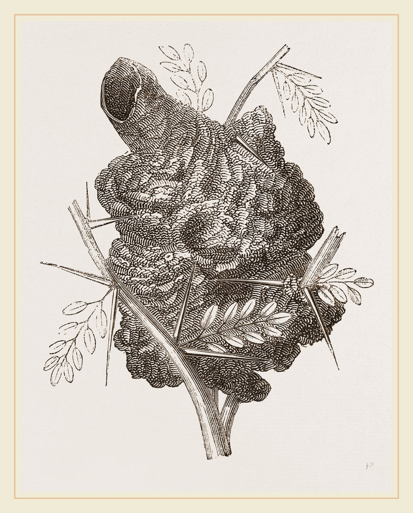 Detail of Nest of Pine-pine by Anonymous