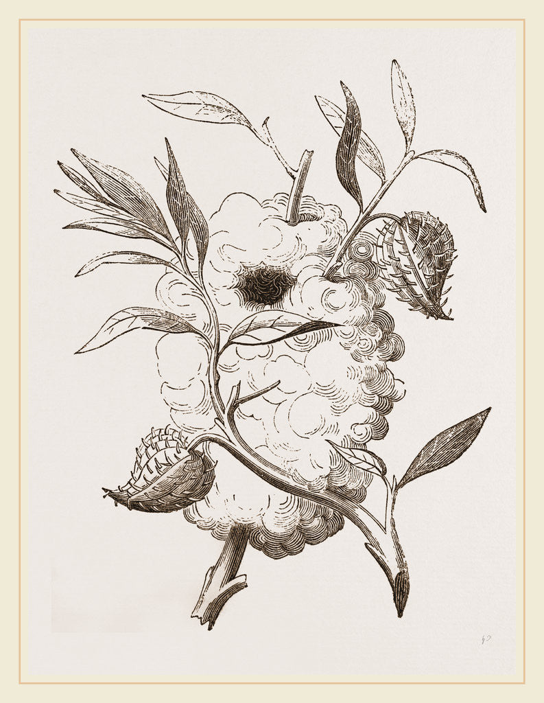 Detail of Nest of Capocier by Anonymous