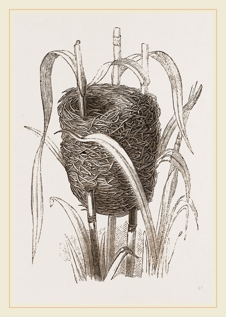 Detail of Nest attributed to Reed-Bunting by Anonymous