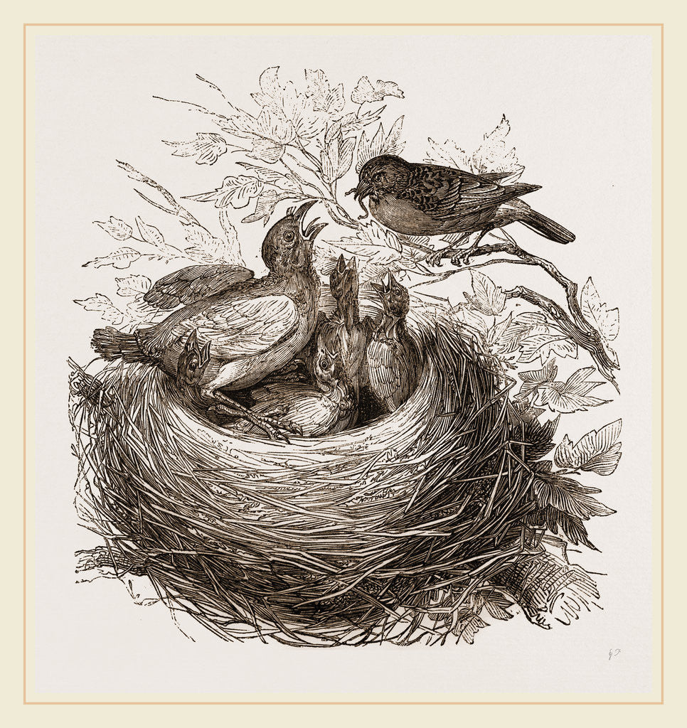 Detail of Hedge-Sparrows and Cuckoo by Anonymous