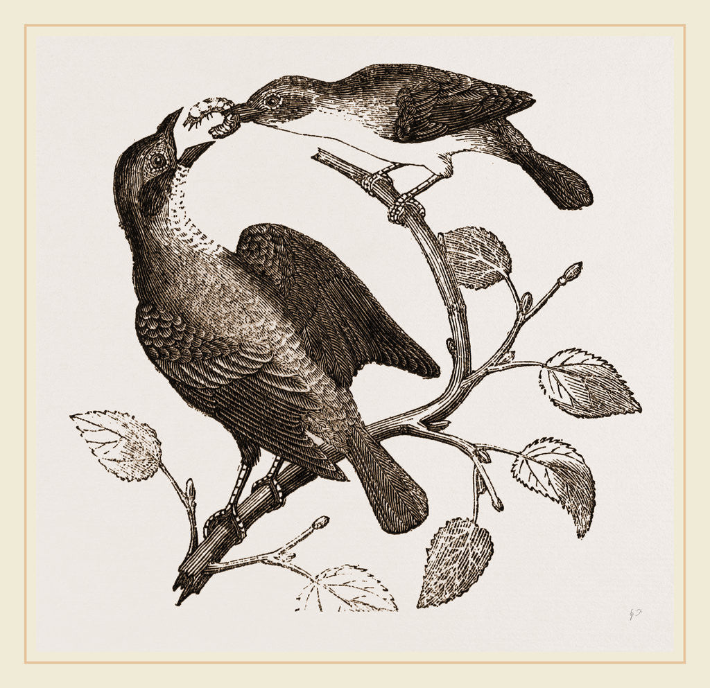 Detail of Female Yellow-throat and Cow-Bunting by Anonymous