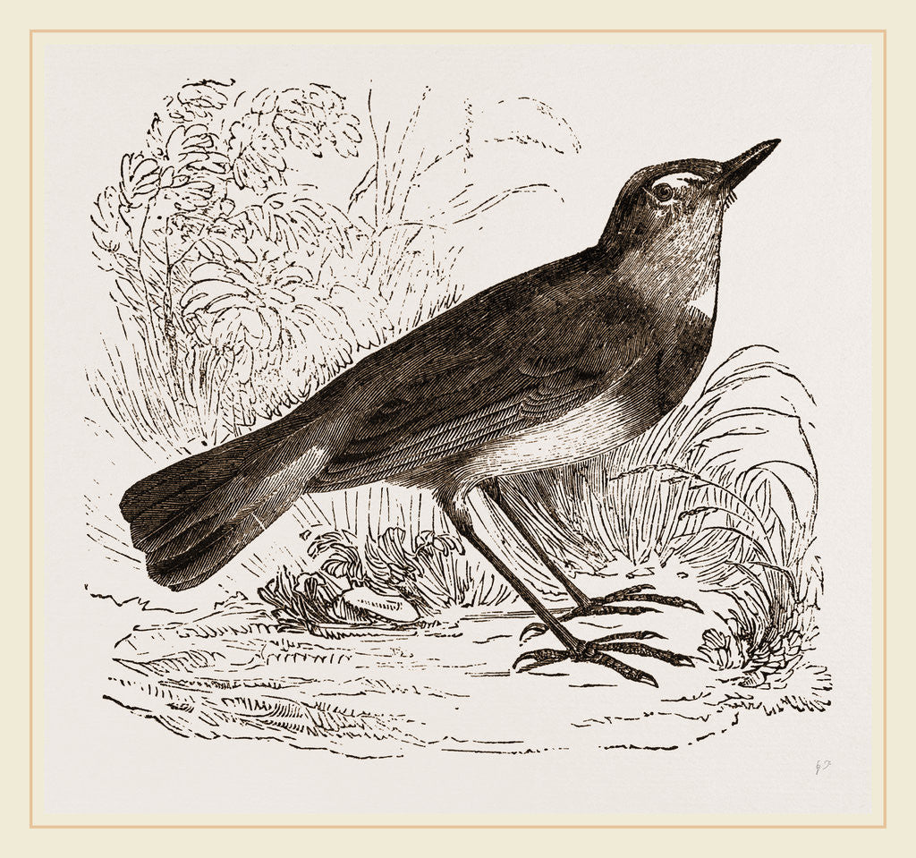 Detail of Blue-throated Redstart by Anonymous