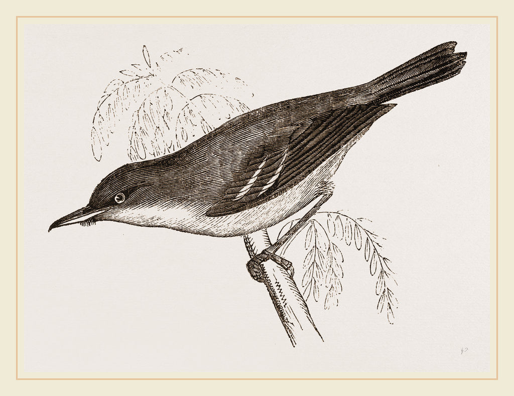 Detail of Grey-Backed Warbler by Anonymous