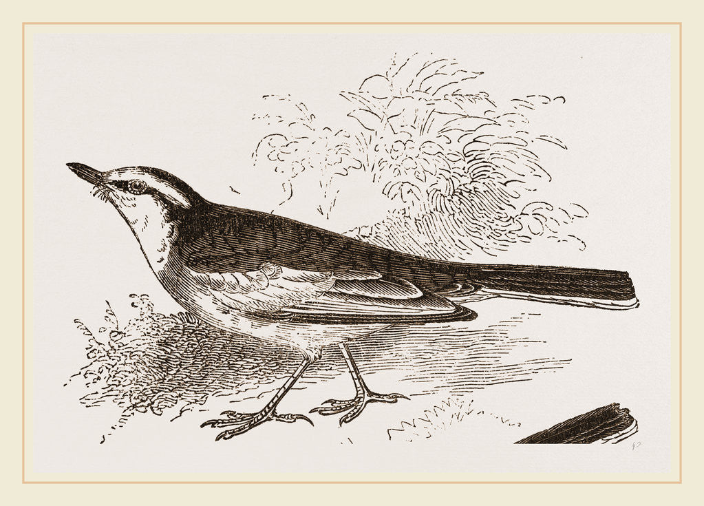 Detail of White-winged Wagtail by Anonymous