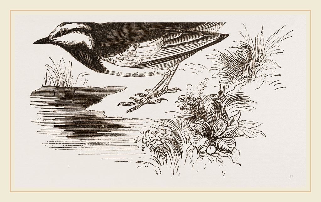 Detail of White-winged Wagtail by Anonymous