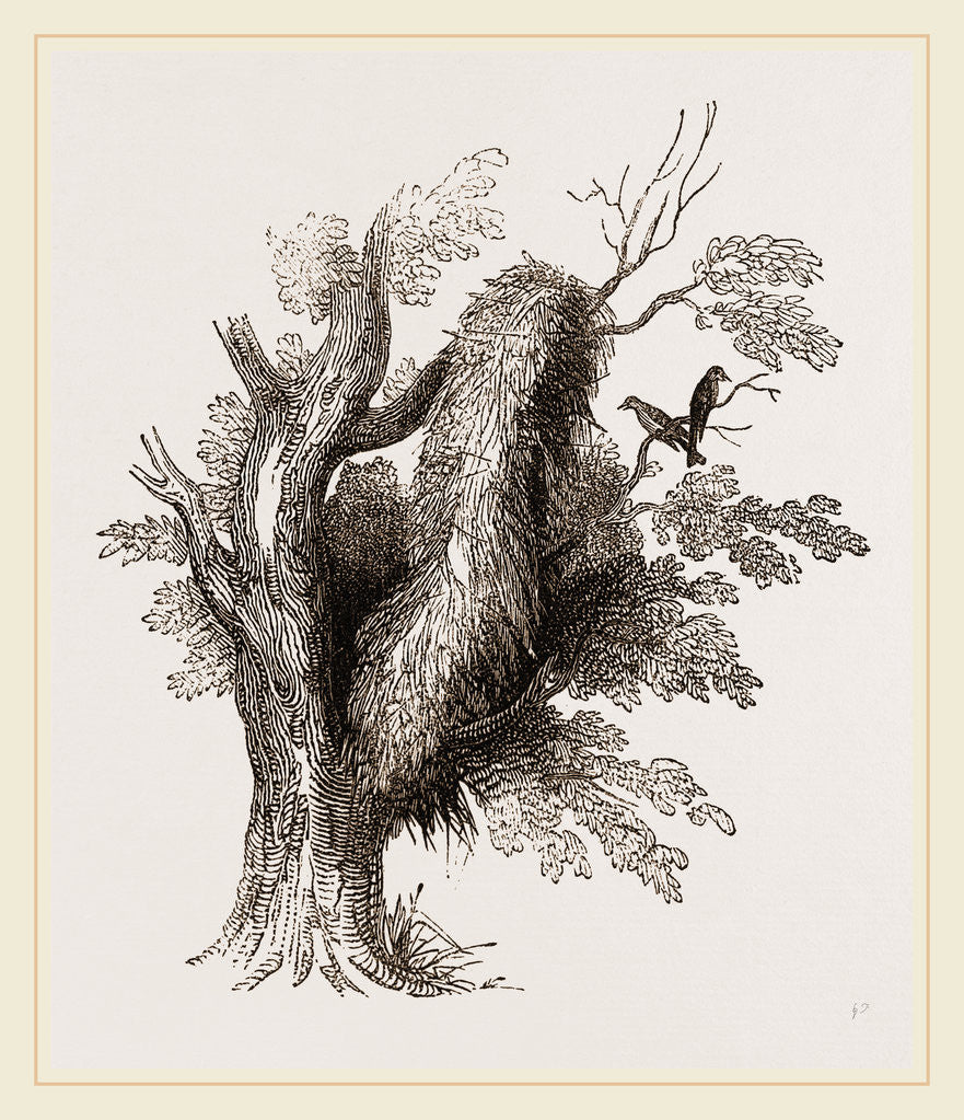 Detail of Nest of Garrulous Synallaxis by Anonymous