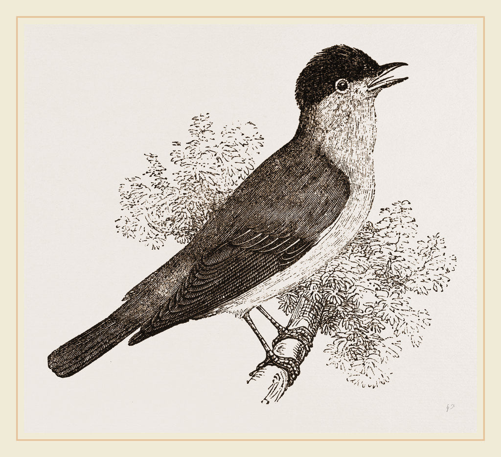 Detail of Black-cap by Anonymous