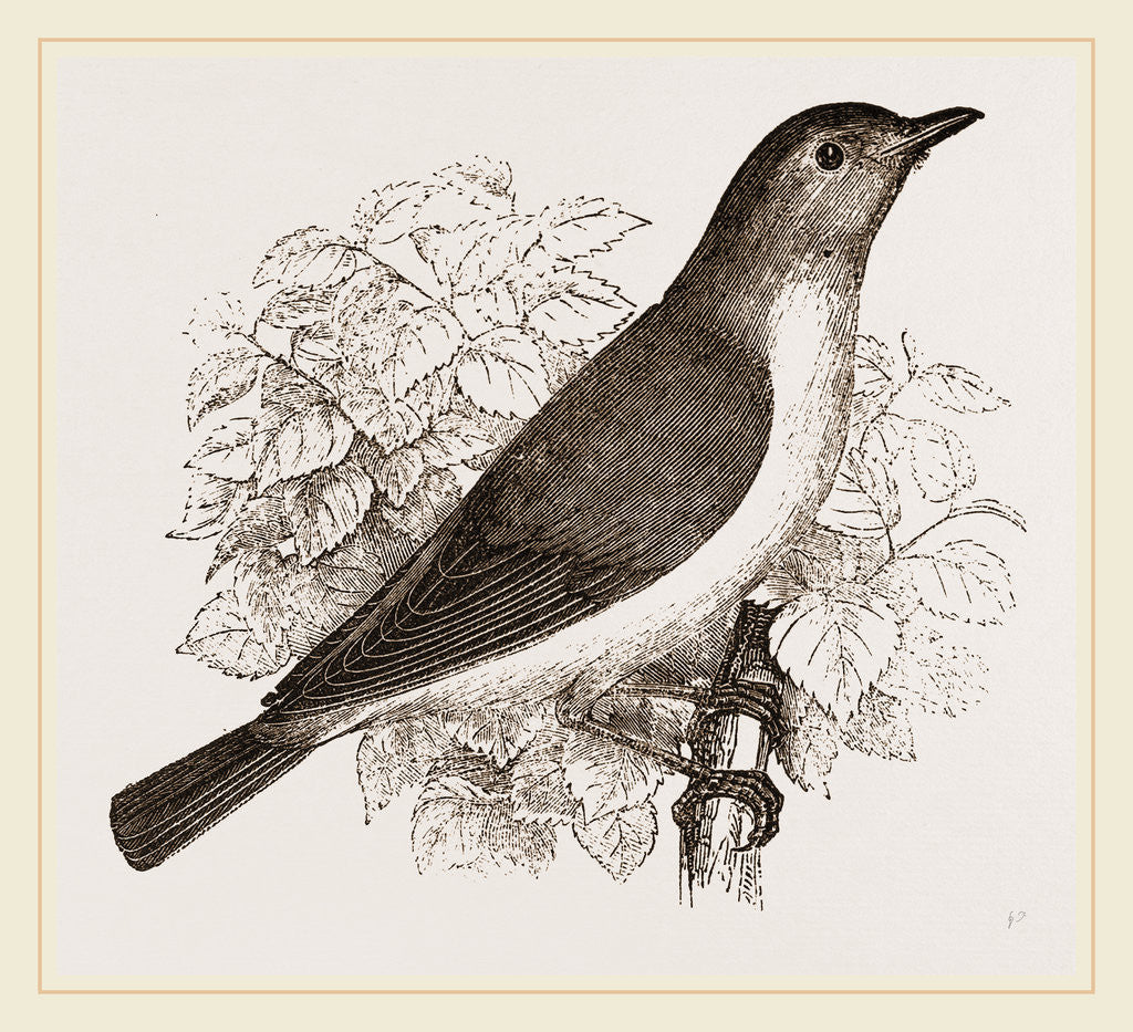 Detail of Garden Warbler by Anonymous