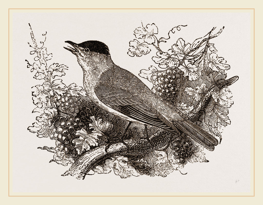 Detail of Black-cap by Anonymous