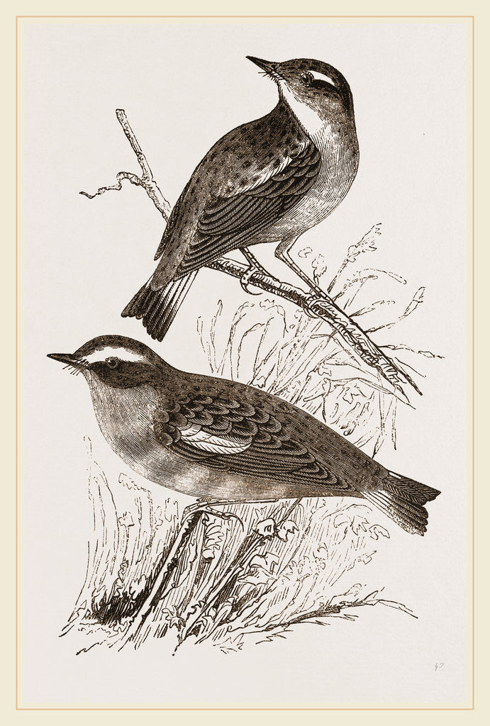 Detail of Whinchats by Anonymous