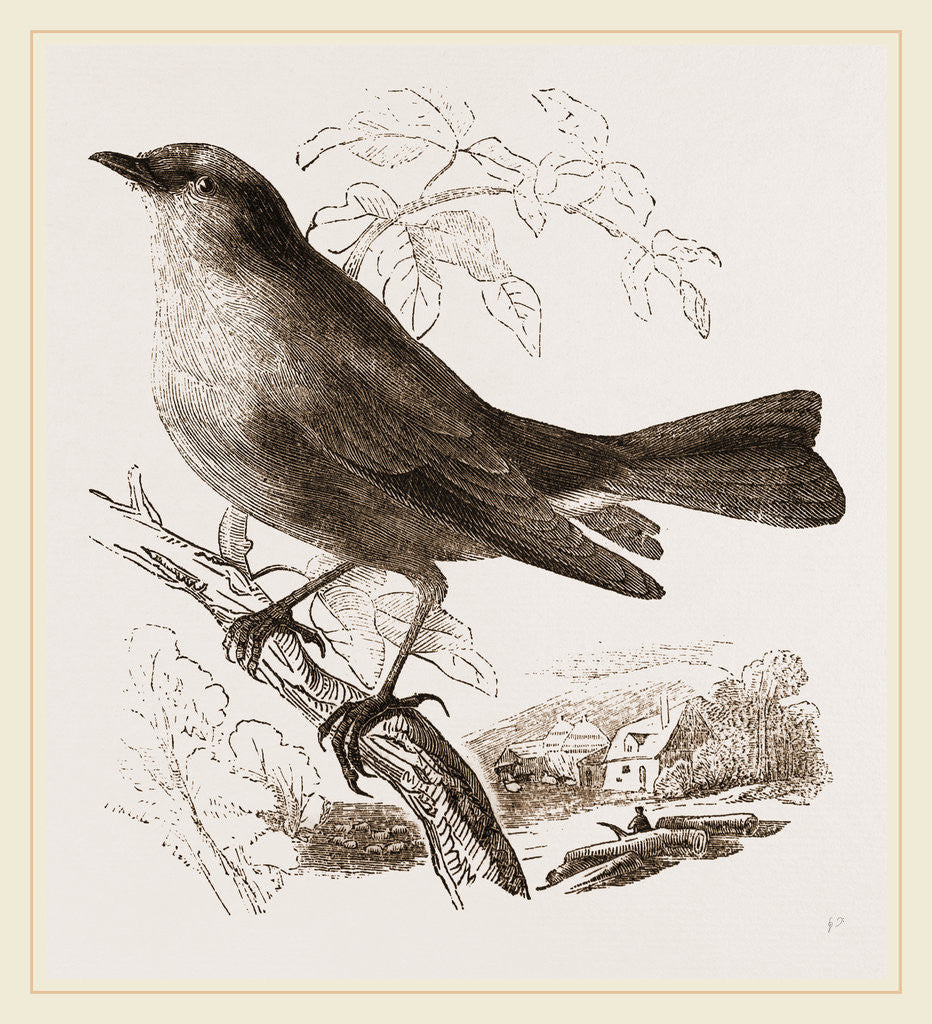 Detail of Blue-Bird by Anonymous