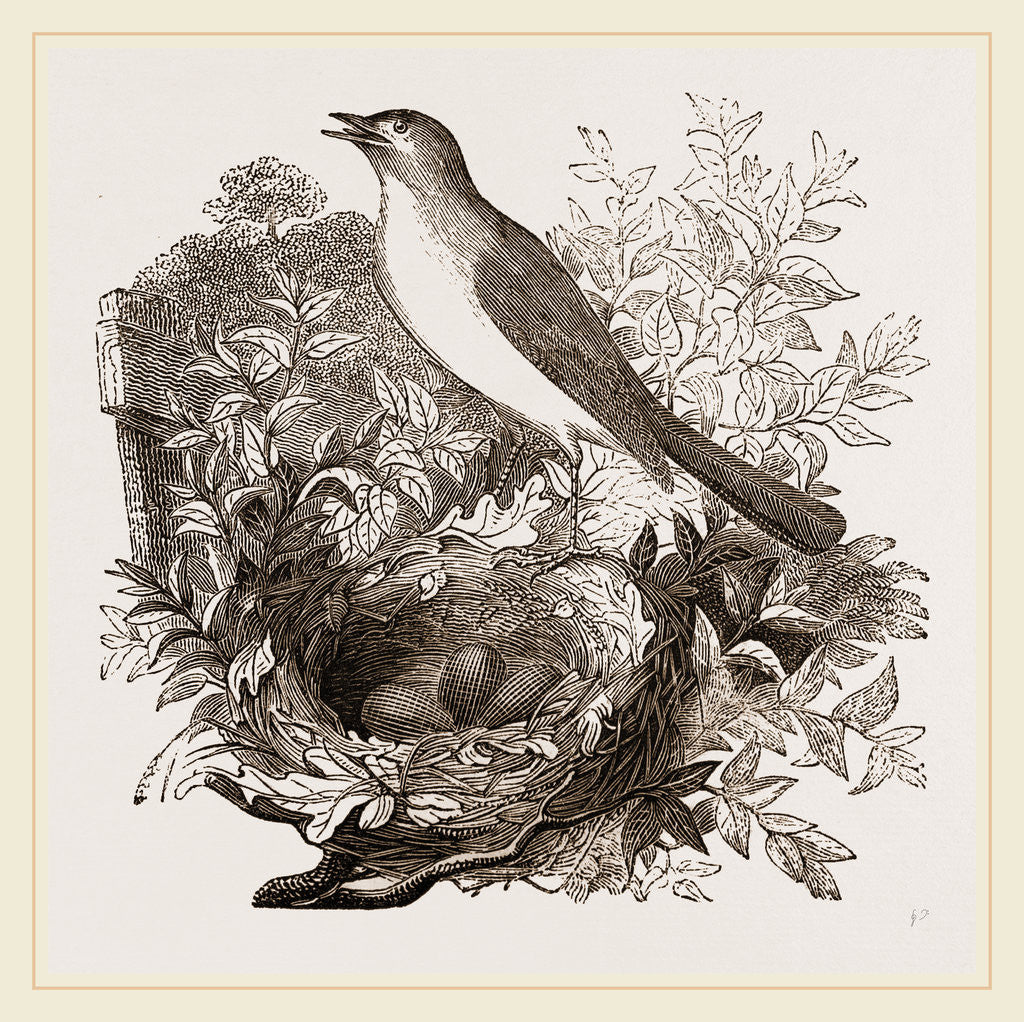Detail of Nightingale by Anonymous