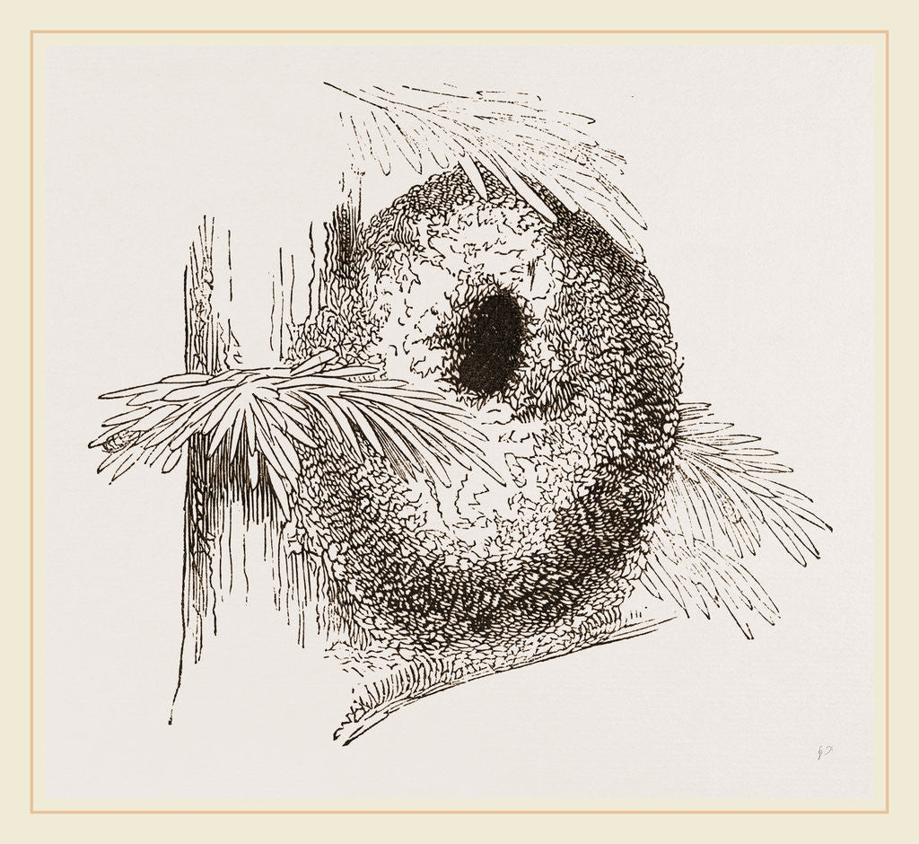 Detail of Nest of Long-tailed Titmouse by Anonymous