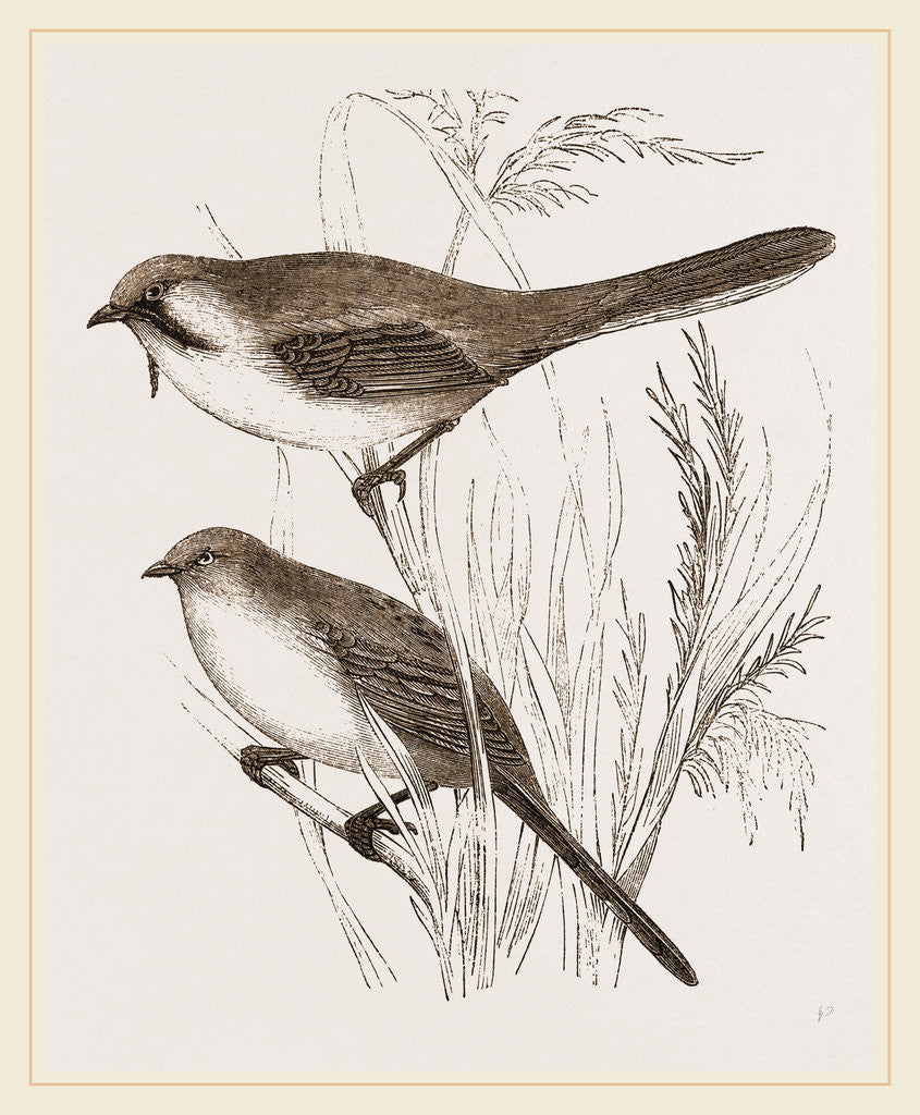 Detail of Bearded Titmice by Anonymous