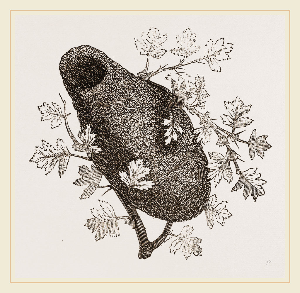 Detail of Nest of Long tailed Titmouse by Anonymous