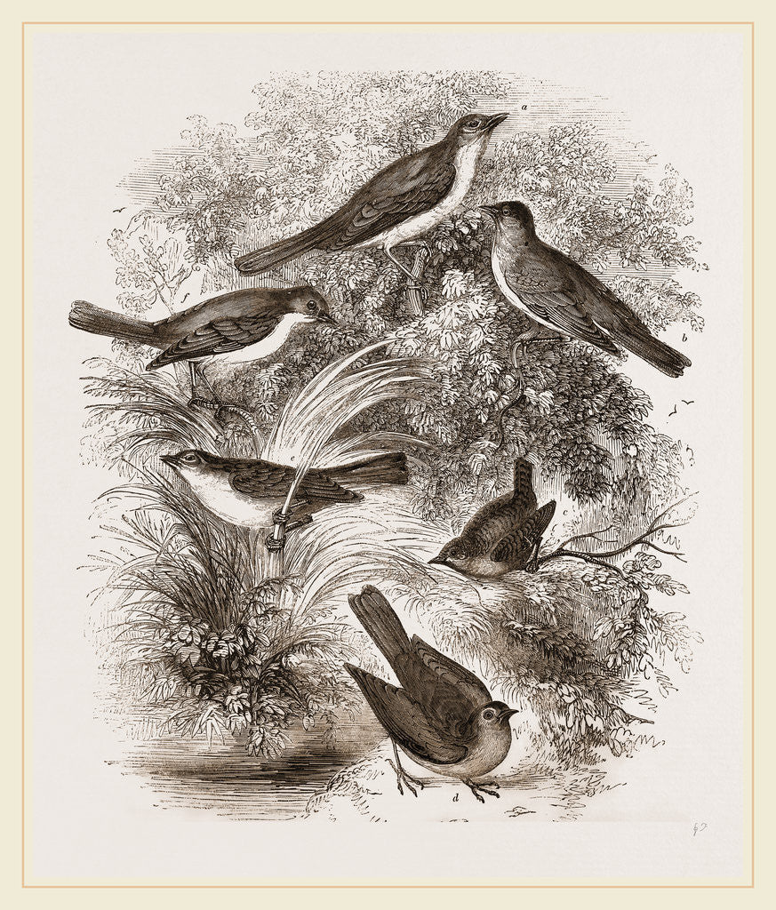 Detail of Group o' British Warblers by Anonymous