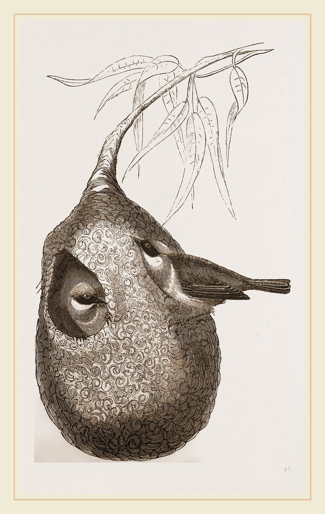 Detail of Penduline Titmice and Nest by Anonymous