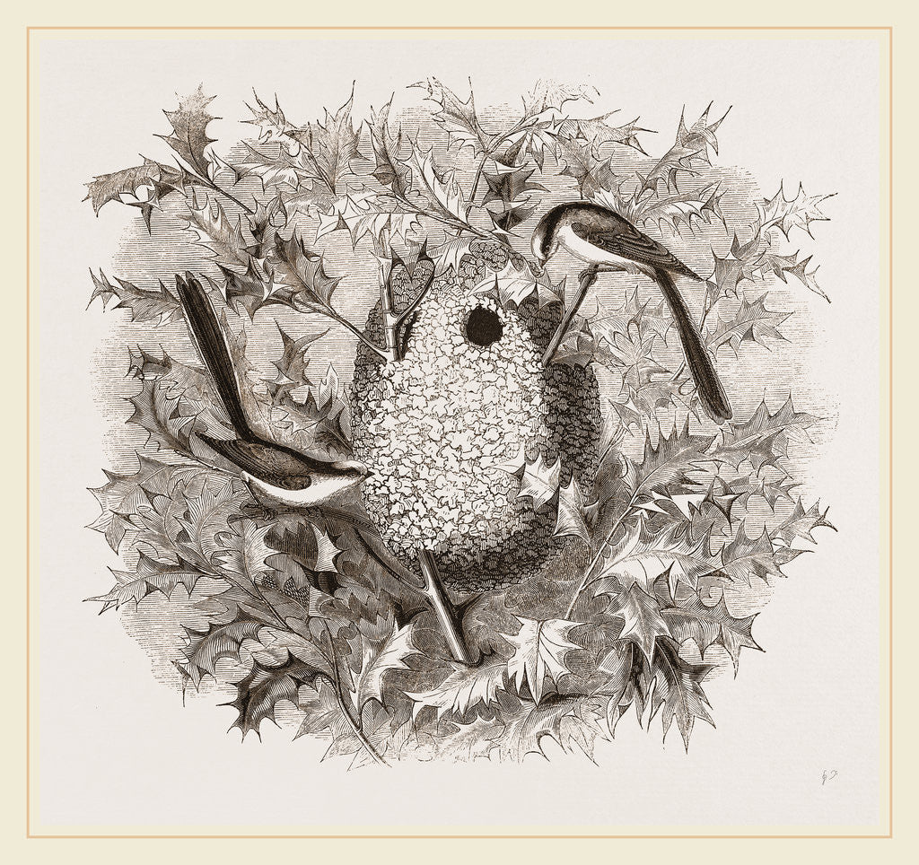 Detail of Long-tailed Titmice and Nest by Anonymous