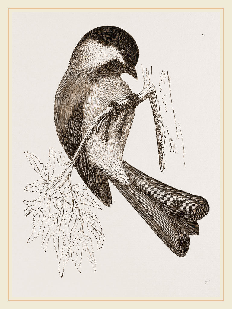 Detail of Black-cap Titmouse by Anonymous