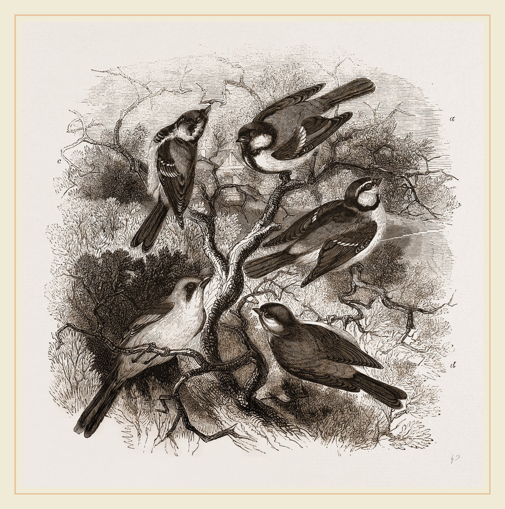 Detail of Group of British Titmice by Anonymous