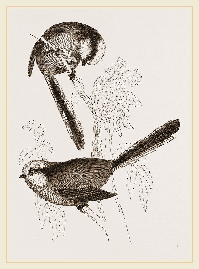 Detail of Long-tailed Titmice by Anonymous