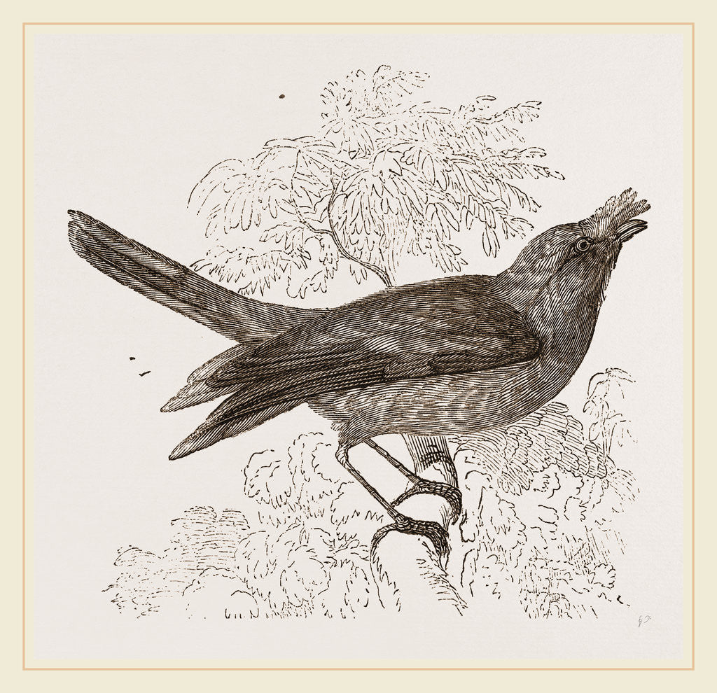 Detail of Galeated Manakin by Anonymous