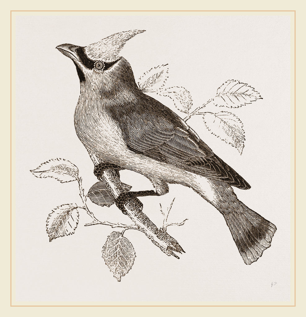 Detail of Cedar-Bird by Anonymous