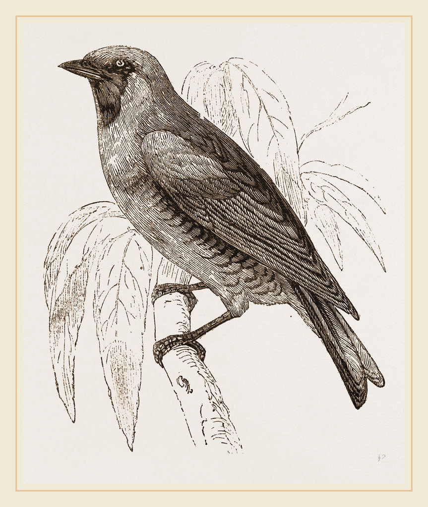 Detail of Swallow Fruit eater by Anonymous