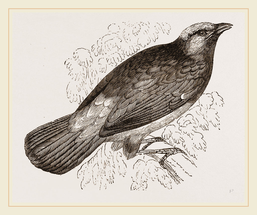 Detail of Scarlet Cotinga by Anonymous