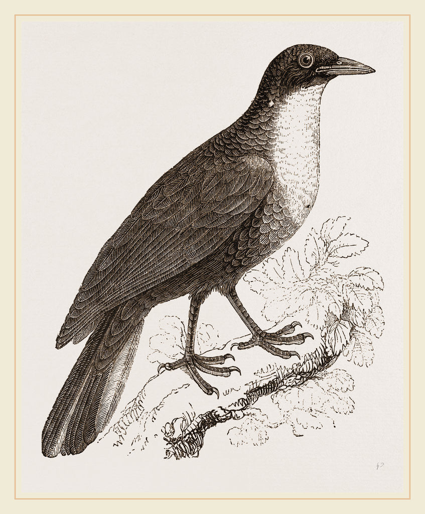 Detail of Scaled Fruit-Crow by Anonymous