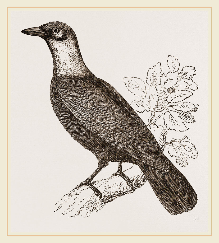 Detail of Bare-necked Fruit-Crow by Anonymous