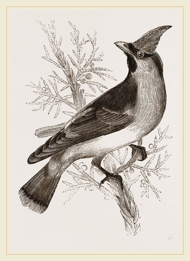 Detail of Cedar-Bird by Anonymous