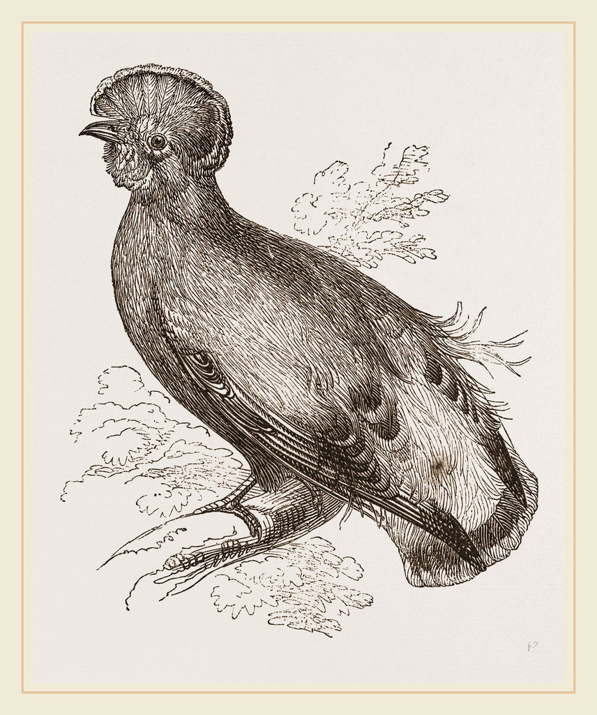 Detail of Cock of the Rock by Anonymous