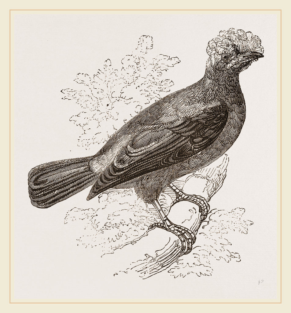 Detail of Peruvian Cock of the Rock by Anonymous